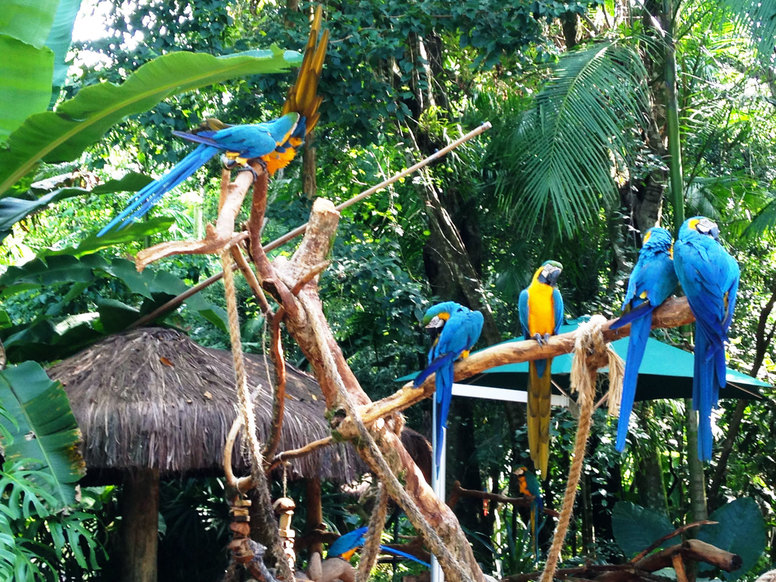 Desítky ara papoušků vás pohltí v místní ptačí zoo, kde si můžete potěžkat a zdarma vyfotit s arou na ruce.