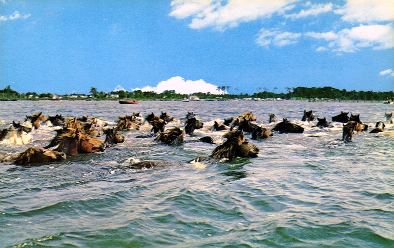 Plavající poníci na Chincoteague