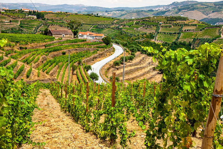 Domov portského vína the Douro Valley
