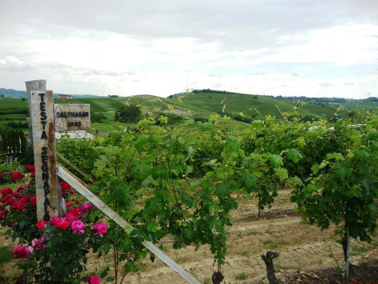 Vinohrady v Piemonte