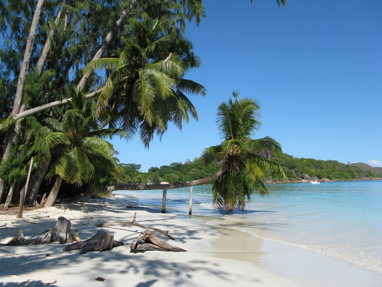 Kokosová palma na nejkrásnější pláží Anse Volbert - Cote d'Or na Seychelách